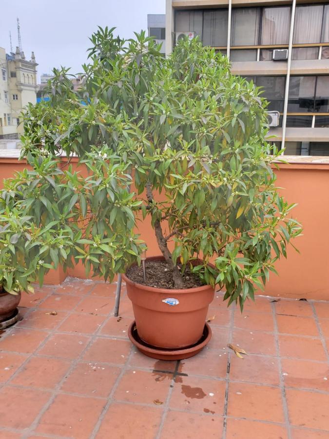 Bed and Breakfast Residencial Waldorf Lima Exterior foto